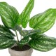 GloboStar® Artificial Garden SILVER POTHOS POTTED PLANT 20896 Διακοσμητικό Φυτό Πόθος Φ40 x Υ33cm